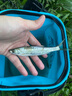 神鯊湖庫王4.5米魚竿超輕超硬碳素釣魚竿手竿臺釣竿鯉魚桿鯽魚竿漁具 曬單實拍圖