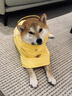 MIKI PAD狗狗雨衣中大型犬柯基邊牧金毛寵物雨衣斗篷防水雨披狗狗沖鋒衣 檸檬黃 #快穿設計 5XL（背長(cháng)52-60 參考體重40-70斤） 曬單實(shí)拍圖