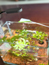 boxtech魚缸燈led燈迷你夾燈水族魚缸造景專用小型水草孔雀金魚照明燈 3W小型魚缸專用燈-L01 曬單實拍圖