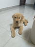 亞禾狗零食磨牙棒禮盒狗磨牙狗骨頭小型犬耐咬狗咬膠3味入23g*40根 曬單實(shí)拍圖