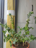 瑰瑋藍莓樹(shù)果苗帶花苞藍莓苗南北方種植兔眼特大陽(yáng)臺盆栽樹(shù)苗當年結果藍莓3年苗（明年結果） 曬單實(shí)拍圖