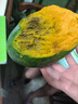 正宗凱特芒果 肉厚甜心芒熱帶當(dāng)季新鮮水果整箱 帶箱2斤單果300g+ 曬單實(shí)拍圖