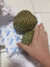 顏曼箐馬來(lái)西亞貓山王榴蓮D197整果液氨冷凍榴蓮肉新鮮整個(gè)帶殼水果 凈重3.6-4.1斤1-2個(gè)果包4房 曬單實(shí)拍圖