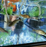 批發(fā)花鰱魚(yú)苗特大淡水養殖食用活魚(yú)苗胖頭魚(yú)白鰱鳙雄魚(yú)冷水大頭魚(yú)苗 花鰱魚(yú)苗6-8cm 30條 曬單實(shí)拍圖