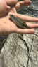 北禾魚餌溪流免洗面筋餌料石斑魚馬口白條野釣爆護魚食30g一包搞定 10包【折后1.99元/包】送餌料盒 曬單實拍圖