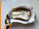 貝司令 鮮活乳山生蠔6XL 凈重4.5斤 6-8只 生鮮海鮮貝類 源頭直發(fā) 曬單實拍圖