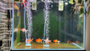 AC 3D益菌屋魚缸濾材水族箱陶瓷環(huán)硝化細菌屋納米凈水魔方 AC 3D益菌屋 10L【2盒5L裝 內含網袋】 曬單實拍圖