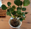 小盼菩提樹苔蘚球帶果子室內(nèi)可水培智慧小果樹禪意桌面盆栽綠植物 小盼菩提帶多果苔蘚球送仿古底座 曬單實拍圖