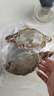 舟山梭子蟹鮮活特大野生大螃蟹新鮮冷凍海鮮水產(chǎn)海蟹飛蟹白蟹順豐 7-9兩/只【5斤凈重 特大肥壯】 曬單實(shí)拍圖