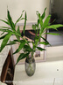 【富貴竹】水培節節高室內綠植客廳招財植物鮮花卉好養常綠七夕 綠色水培富貴竹60cm5枝 曬單實(shí)拍圖