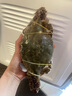 舟山梭子蟹鮮活特大野生大螃蟹新鮮冷凍海鮮水產(chǎn)海蟹飛蟹白蟹順豐 7-9兩/只【5斤凈重 特大肥壯】 曬單實(shí)拍圖