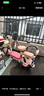 愛(ài)瑪電動(dòng)自行車(chē)Q豆80KM續航鉛酸電池簡(jiǎn)易電瓶車(chē)雙人踏板車(chē) 露霜粉 曬單實(shí)拍圖
