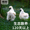 熊材 白鳳烏雞(凈膛)2斤/只 烏骨雞 散養土雞 走地雞 整雞 雞肉 生鮮 曬單實(shí)拍圖