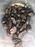 南疆巴朗  葡萄干特級黑加侖750g提子干新疆特產(chǎn)孕婦兒童 曬單實拍圖
