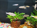 BIBK德國品質(zhì)魚(yú)缸除藻去苔劑青苔清除劑不傷魚(yú)池水藻藍綠黑毛藻去除克 魚(yú)池除藻劑【3斤】?jì)羲?曬單實(shí)拍圖
