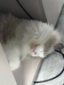 bebebus鉆光奶瓶0-6個(gè)月ppsu新生兒寬口偏心仿母乳防脹氣防嗆寶寶奶瓶 超值奶瓶4件套160+300ml（0-6個(gè)月） 曬單實(shí)拍圖