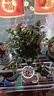 四季常青金魚花吊蘭盆栽室內(nèi)綠植花卉多肉植物發(fā)財樹好養(yǎng)易活客廳 金魚吊蘭【整盆20-30顆】原盆土 曬單實(shí)拍圖