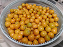 順豐東北姑娘果精品燈籠果5斤薄皮黃菇娘奶油菇娘果洋姑娘果鮮果L 200g嘗鮮裝 實(shí)惠【單果5g左右】 曬單實(shí)拍圖