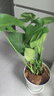 花行榜龜背竹盆栽綠植四季常青耐陰花卉 50-60cm（含小白盆）源頭直發(fā) 曬單實(shí)拍圖