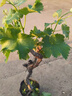 呆果丁巨峰葡萄苖陽(yáng)光玫瑰藍寶石葡萄樹(shù)苗無(wú)籽南方北方種植盆栽庭院爬藤 12年豐產(chǎn)壯苗（陽(yáng)光玫瑰）當年結果20斤 死苗包賠 曬單實(shí)拍圖
