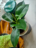 金鉆綠公主盆栽帶花苞黃金葛蘿水培植物辦公室內花卉綠植四季好養 金鉆綠公主1盆 曬單實(shí)拍圖