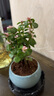 開時(shí)果 金枝玉葉盆栽多肉植物盆景 辦公室內(nèi)桌面花卉小綠植源頭直發(fā)包郵 【熱銷款】哥窯淺藍(lán)盆+苔蘚+底托 曬單實(shí)拍圖