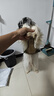 狗狗牽引繩中大型犬胸背帶金毛拉布拉多背心式防爆沖遛狗繩胸背 卡其色 M（15-28斤） 防沖爆大狗胸背可拓展魔術(shù)貼 牛津布 曬單實(shí)拍圖