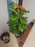 愛(ài)優(yōu)尚大葉綠蘿柱盆栽客廳大型綠植辦公室內除甲醛凈化空氣綠籮源頭直發(fā) 曬單實(shí)拍圖