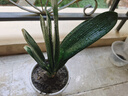 特價大盆君子蘭盆栽名貴國寶級花卉苗綠植物圓頭和尚室內(nèi)四季好養(yǎng) 01：【掌柜推薦】8-11片葉子+帶土 送肥料【不含盆】 曬單實拍圖