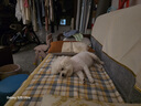 HELLOJOY狗狗零食寵物泰迪金毛幼犬成犬訓練獎勵 營養(yǎng)牛肉粒2.7斤 曬單實拍圖