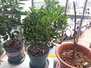 花喜鵲脆皮金桔樹(shù)苗帶果發(fā)貨盆栽純甜蜜糖金桔苗可食用橘子樹(shù)苗室內四季 六年金桔壯苗盆栽（帶果發(fā)貨） 曬單實(shí)拍圖