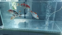 錦鯉活魚觀賞魚活體淡水冷水魚純種黃金紅白三色錦鯉魚金魚招財(cái)魚 20-25cm 四季平安(紅白2+三色2) 曬單實(shí)拍圖