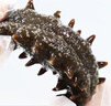 曉芹 大連即食海參 3斤 21-27只 遼刺參 海鮮水產(chǎn) 禮盒裝 中秋禮盒 曬單實(shí)拍圖
