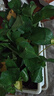 櫻霞綠蘿盆栽室內植物綠植水培長(cháng)藤垂吊大葉綠籮陽(yáng)臺家用 11O#原裝盆綠蘿拖盤(pán)10盆+4肥+ 京東送貨上門(mén) 曬單實(shí)拍圖