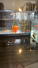 闊庭（KUOTING）魚缸水族箱生態(tài)桌面魚缸新款懶人魚缸生態(tài)造景過濾制氧一體機黑色 曬單實拍圖