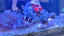 米家智能魚(yú)缸水泵大流量 模塊設計易拆洗 凈濾雜質(zhì)助力水質(zhì)高效清潔 曬單實(shí)拍圖