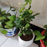 重瓣茉莉花盆栽濃香型南方四季開花帶盆驅(qū)蚊綠植花卉室內(nèi)陽臺庭院 茉莉4~5棵帶花苞發(fā)貨【送郁金香高檔陶瓷盆】 曬單實拍圖