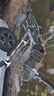 鳳凰自行車(chē)通勤車(chē)單車(chē)復古老式成人男女老人禧瑪諾變速鉗形唐澤抱閘 綠色 26寸 外7速 曬單實(shí)拍圖
