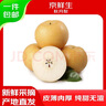 京鮮生山東煙臺(tái)萊陽秋月梨凈重4斤單果250g+ 新鮮水果 源頭直發(fā)包郵 曬單實(shí)拍圖