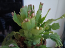多色蟹爪蘭花苗盆栽帶花苞四季開(kāi)花重瓣螃蟹抓蓮好養易活室內花卉 【精品原盆土25-30棵】紅紫雙色（當年開(kāi)花）+肥 含盆 曬單實(shí)拍圖