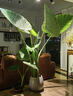 巨型象耳芋5米高大葉植物盆栽地栽庭院室內室外巨型觀(guān)葉綠植 25-28cm根直徑（10年老樁） 曬單實(shí)拍圖