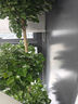 愛優(yōu)尚幸福樹盆栽客廳室內(nèi)大型綠植辦公室喬遷新家綠寶凈化空氣源頭直發(fā) 曬單實(shí)拍圖