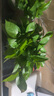 雙盟綠蘿盆栽除甲醛花卉綠植辦公室新房?jì)艋諝?80加侖4盆裝源頭直發(fā) 曬單實(shí)拍圖