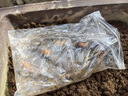 碗蓮種藕根莖帶芽小型花苗水培植物四季室內(nèi)荷花盆栽睡蓮花卉開花 混色【3株】藕根帶芽送液體肥 、 否 曬單實(shí)拍圖