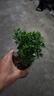 八芽 小葉赤楠盆景擺件室內(nèi)綠植花卉盆栽老樁客廳辦公室桌面好養(yǎng)植物 （【熱銷款】舍得紫砂盆赤楠+苔蘚+底座） 曬單實(shí)拍圖