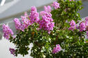 松下（Panasonic）50mm F1.8 全畫(huà)幅無(wú)反/微單相機鏡頭 標準定焦鏡頭 大光圈 人像人文攝影 S-S50GK L卡口 黑色 曬單實(shí)拍圖