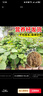 花翁獼猴桃樹(shù)果苗嫁接南北方庭院種植 紅心獼猴桃30-50cm高源頭直發(fā) 曬單實(shí)拍圖