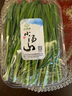 小湯山 韭菜 約250g  新鮮蔬菜當天采摘北京農場(chǎng)順豐到家 曬單實(shí)拍圖