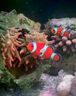 ?？暳夏套旌？汉鲗?zhuān)用營(yíng)養糧緩沉型顆粒增艷發(fā)色促生長(cháng)不壞水 1瓶，235ml/瓶 曬單實(shí)拍圖
