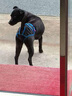 狗狗避孕褲母狗防交配例假生理褲專用狗發(fā)情褲防交配防小狗神器 淺藍色 S碼-小型犬（腰圍24-32cm） 送三個生理棉片 曬單實拍圖